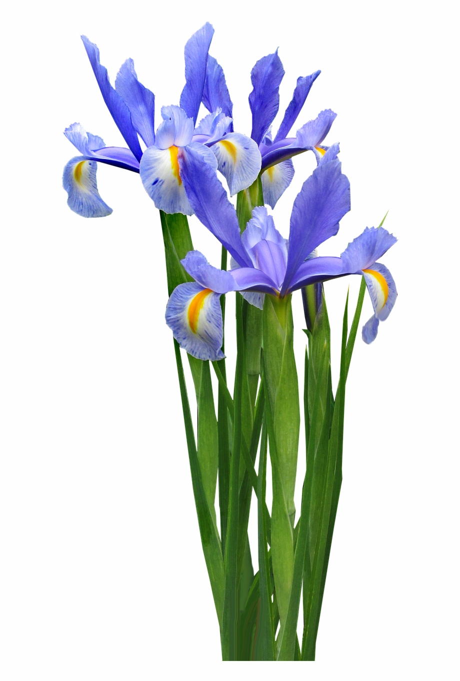 Dutch Iris Plant Bulb Iris Bouquet Clip Art