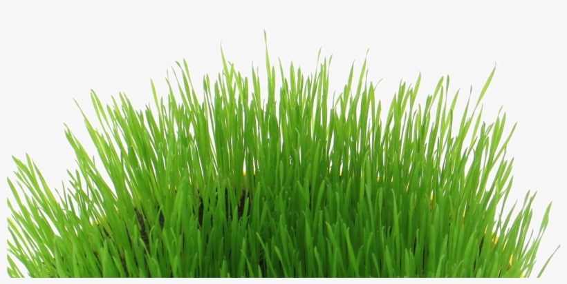 easter grass png
