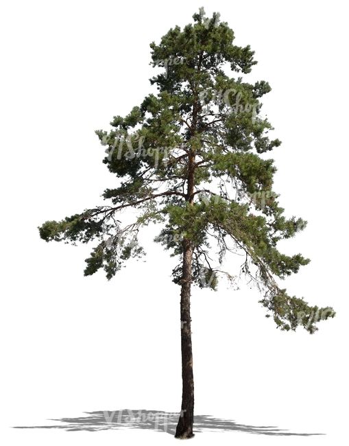 Tall Pine Tree Png
