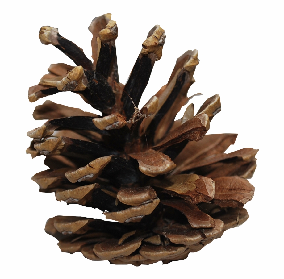 pine cones png
