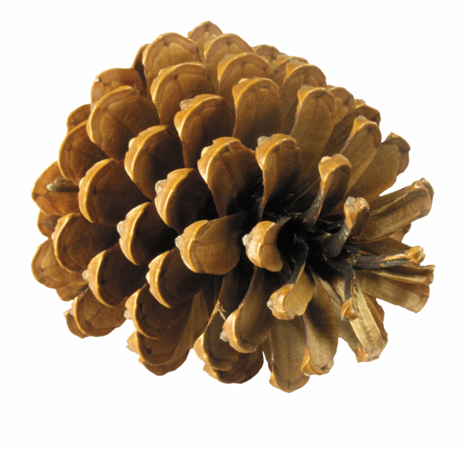 Pine Cone Png 