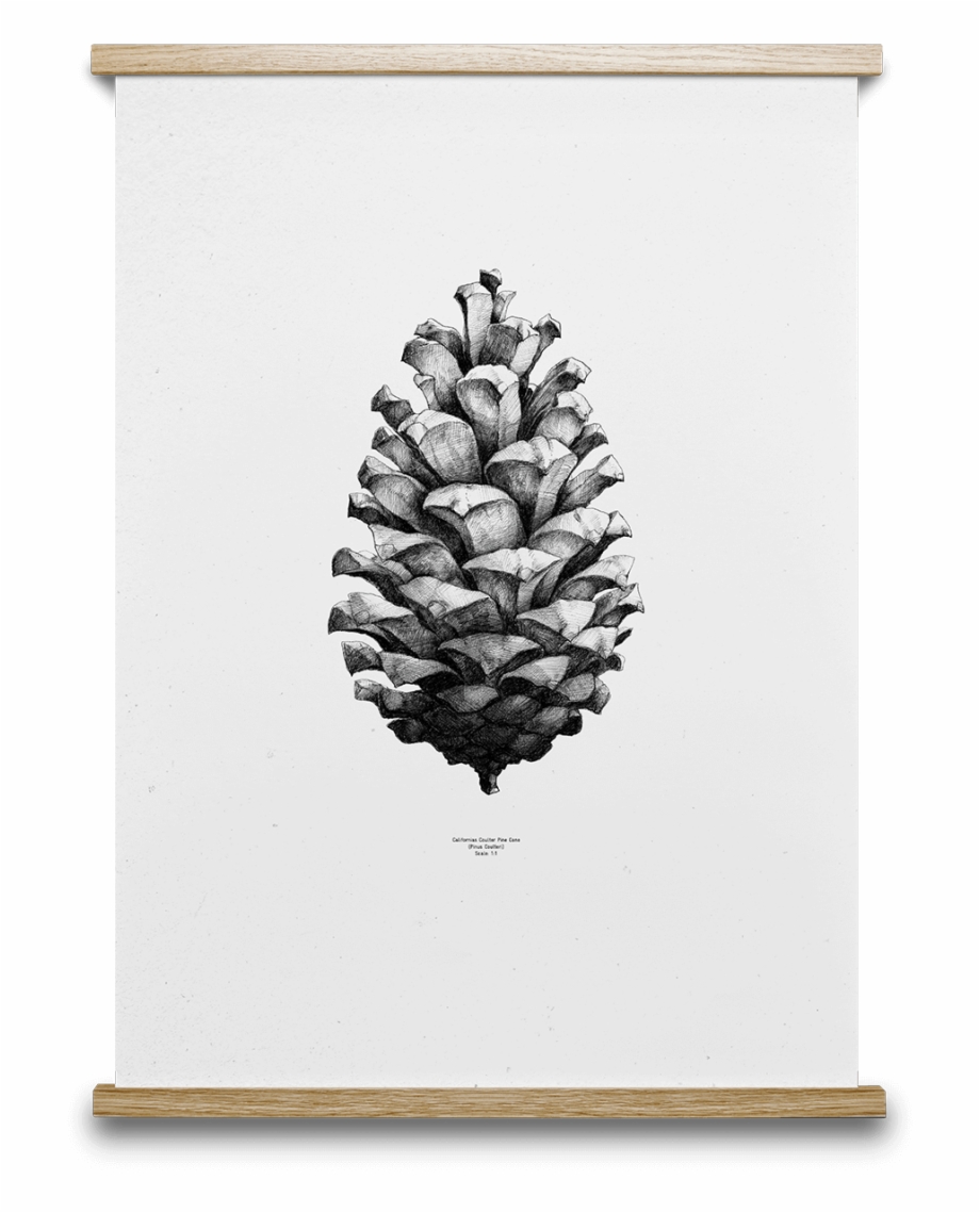 pine cone black and white
