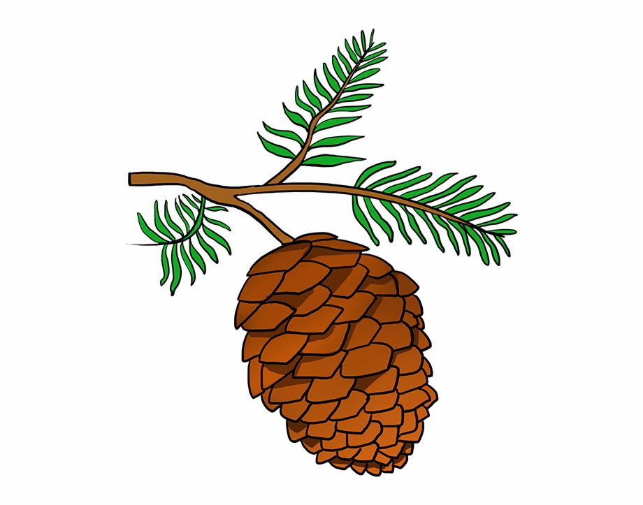 How To Draw Pinecone Pine Cone Drawing Easy