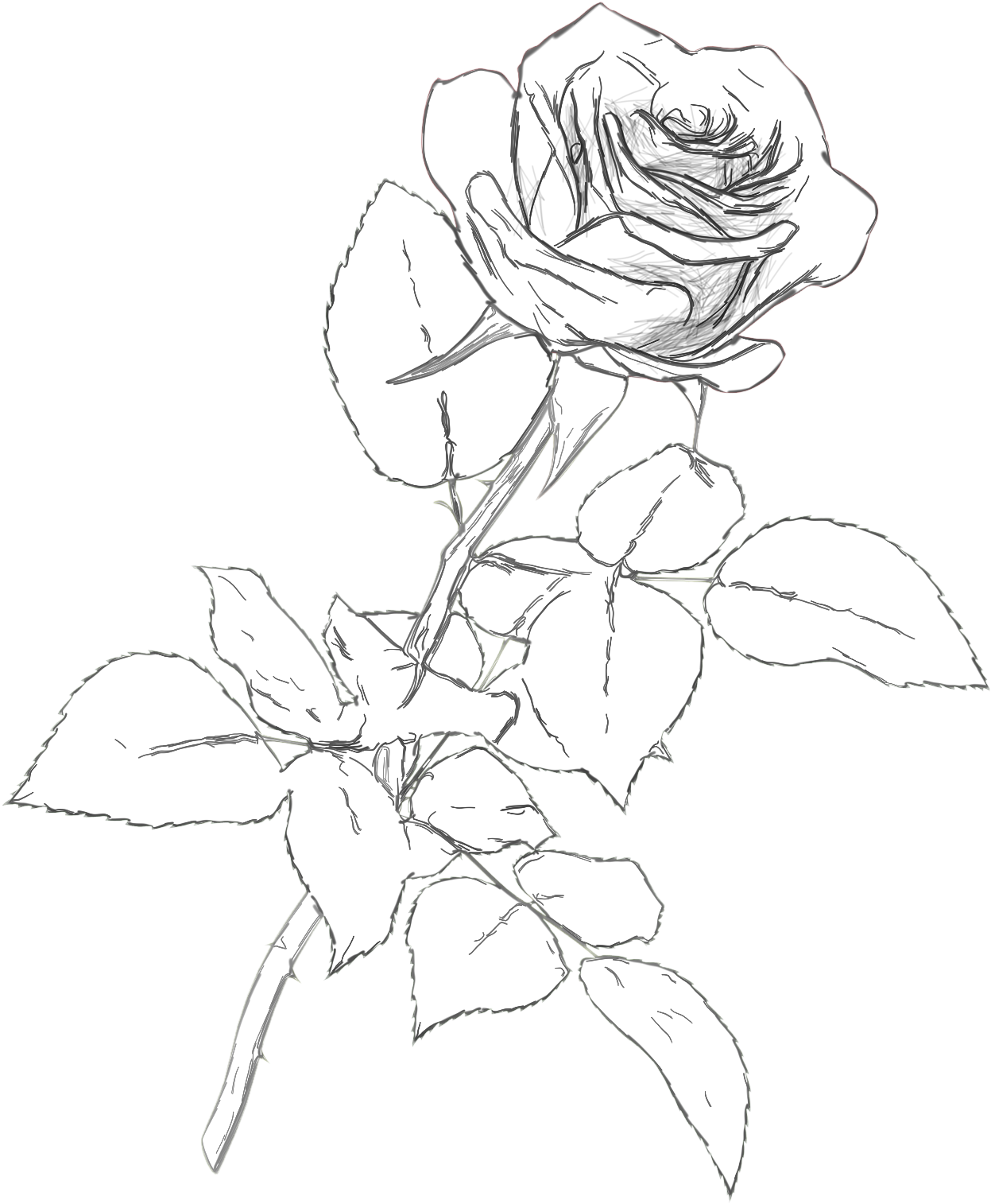 Classic Rose Charcoal Drawing Pencil Color Png Clipart