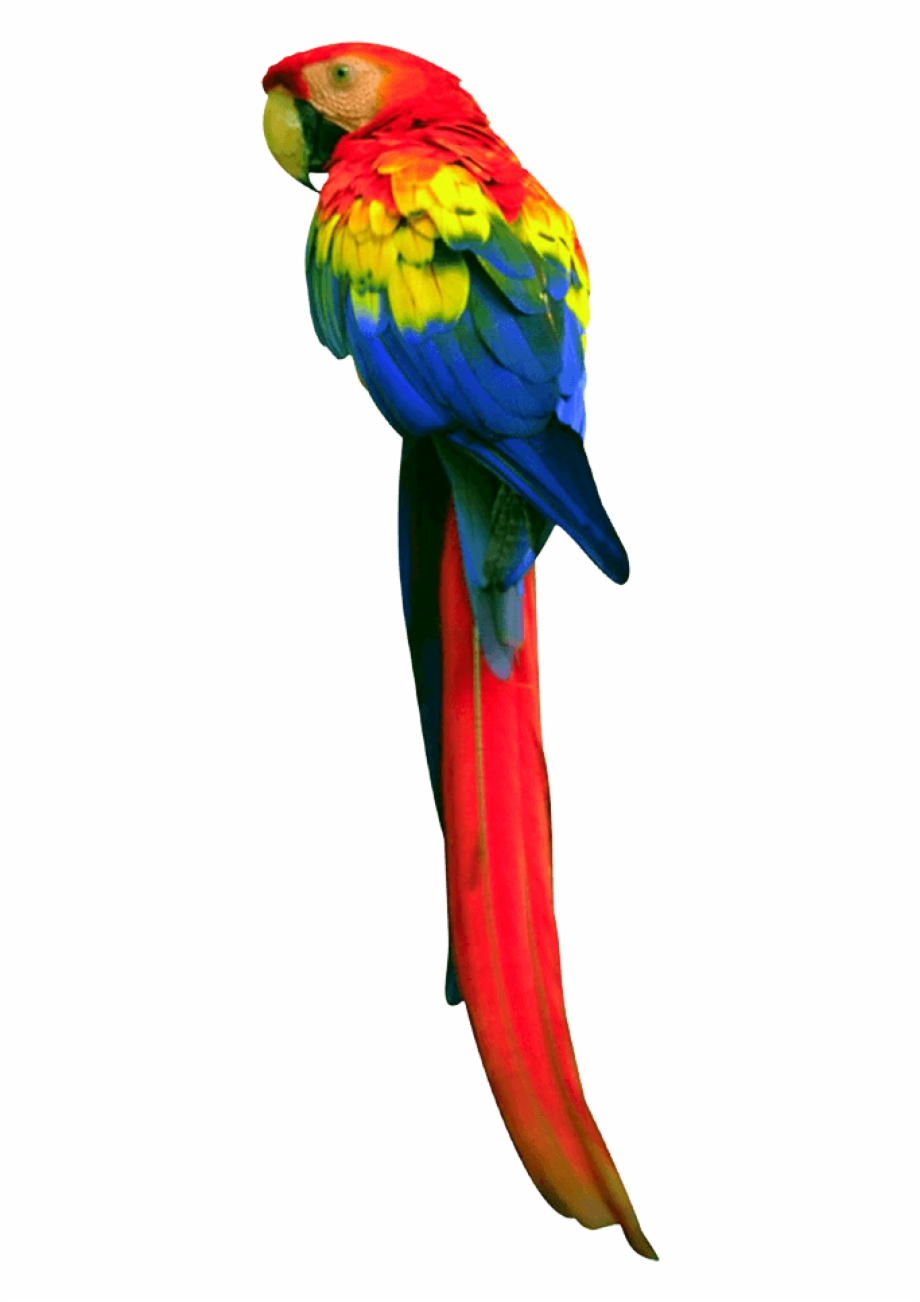 Parrot Png Images Download Long Tail Parrot