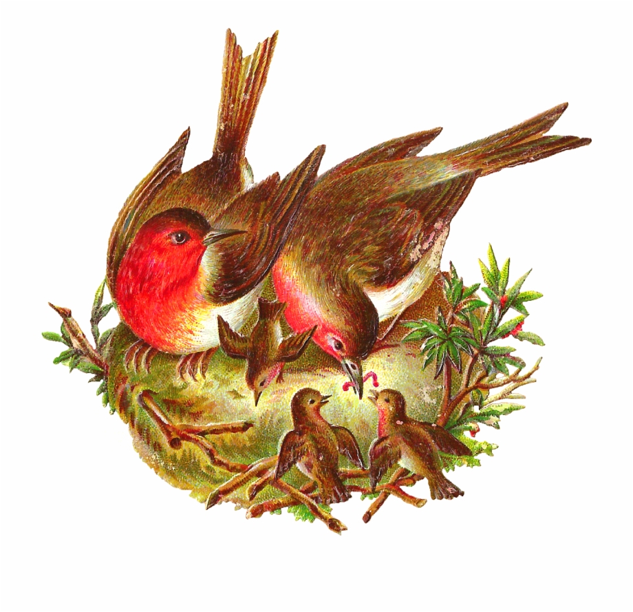 Free Bird Graphic Bird With Nest Png