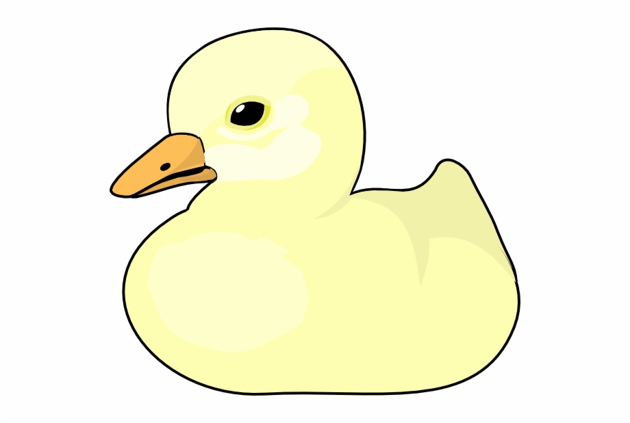 duck
