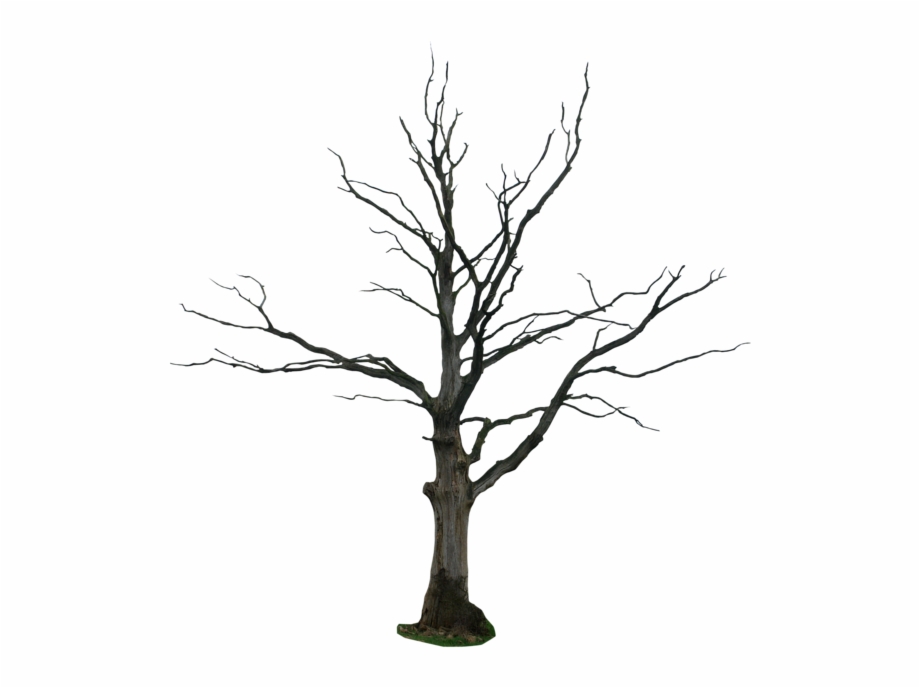 tree without leaves png
