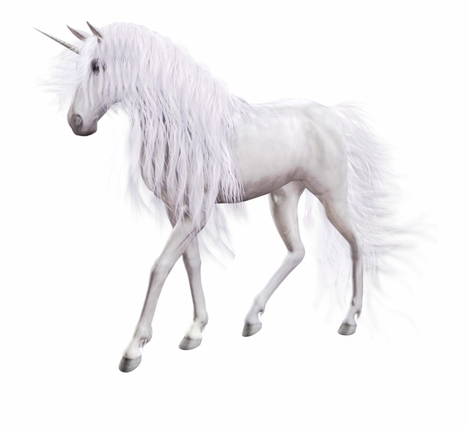 Real Unicorn With White Background - Clip Art Library