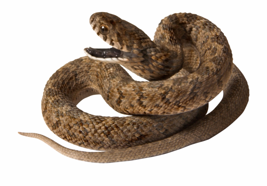 Snake Png Image Picture Download Free Snake Images