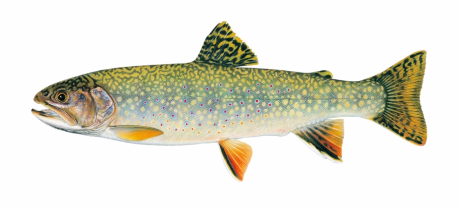 Stream Brook Trout Brook Trout Versus Rainbow Trout