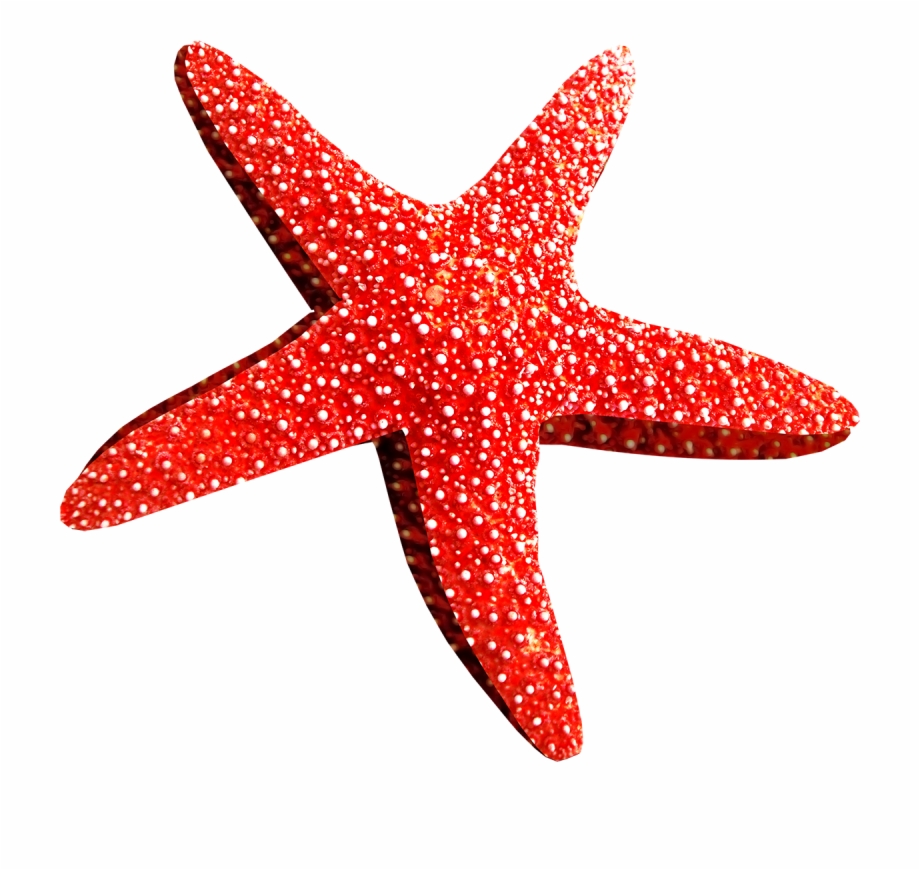 Download Starfish Png Transparent Images Transparent Estrella De