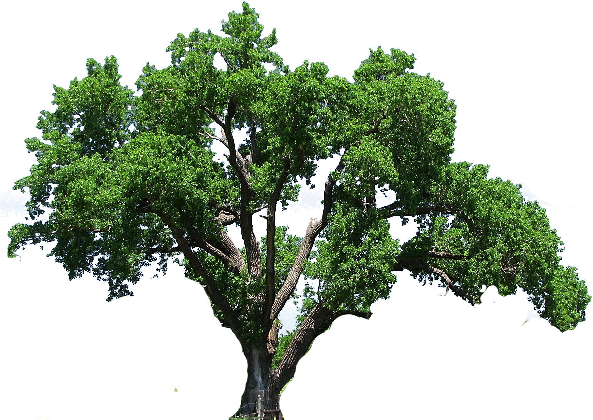 Free Tree Png Images Download Free Tree Png Images Png Images Free