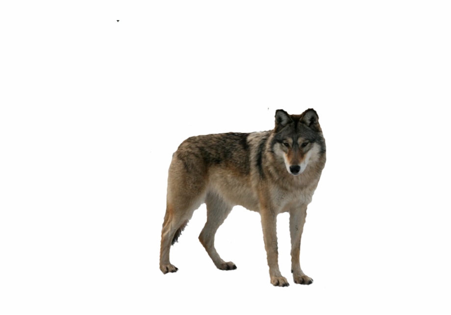 Wolf Png Transparent Images Wolf Clipart No Background
