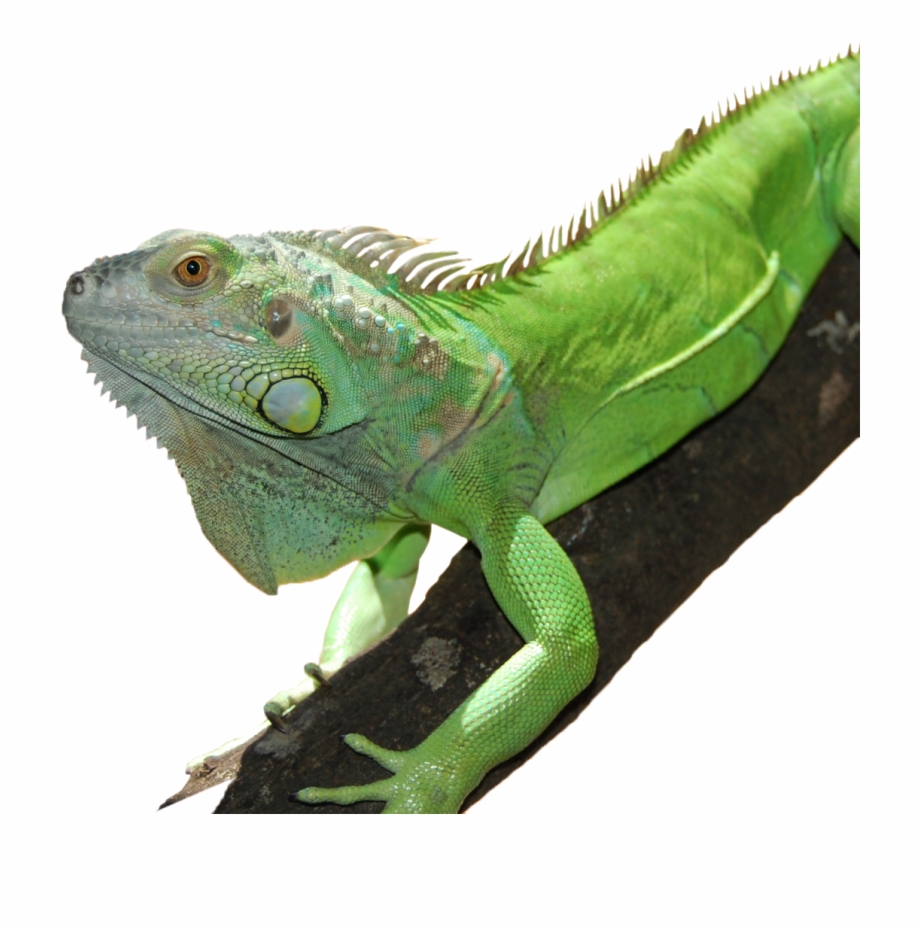 Iguana On Limb Reptiles