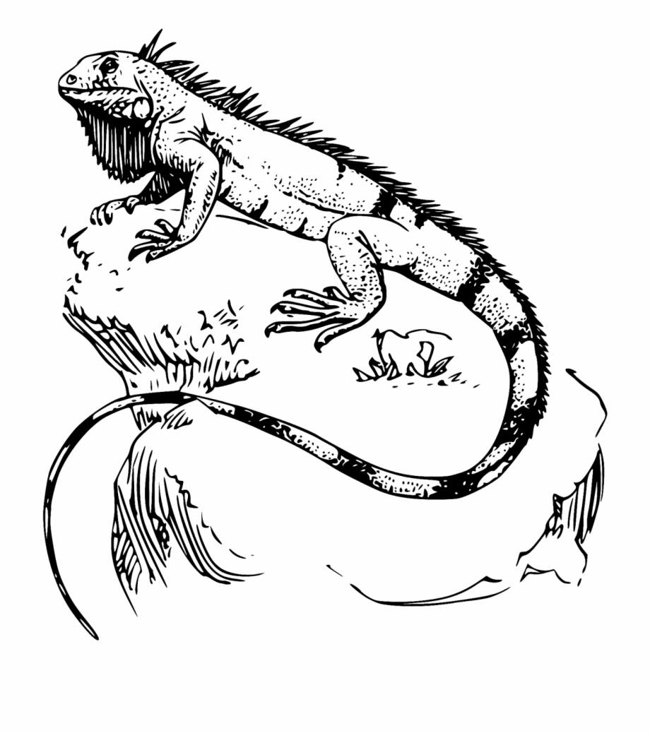 Desenho De Uma Iguana