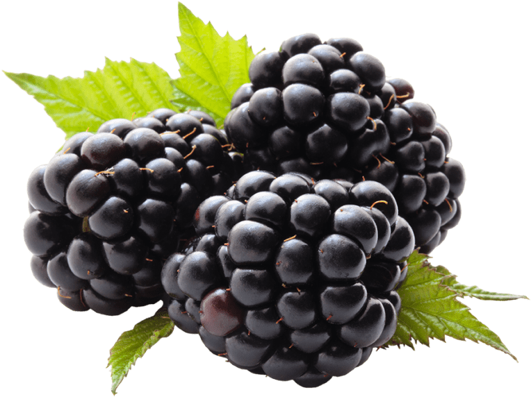 Blackberry Png Blackberry Fruit Stock