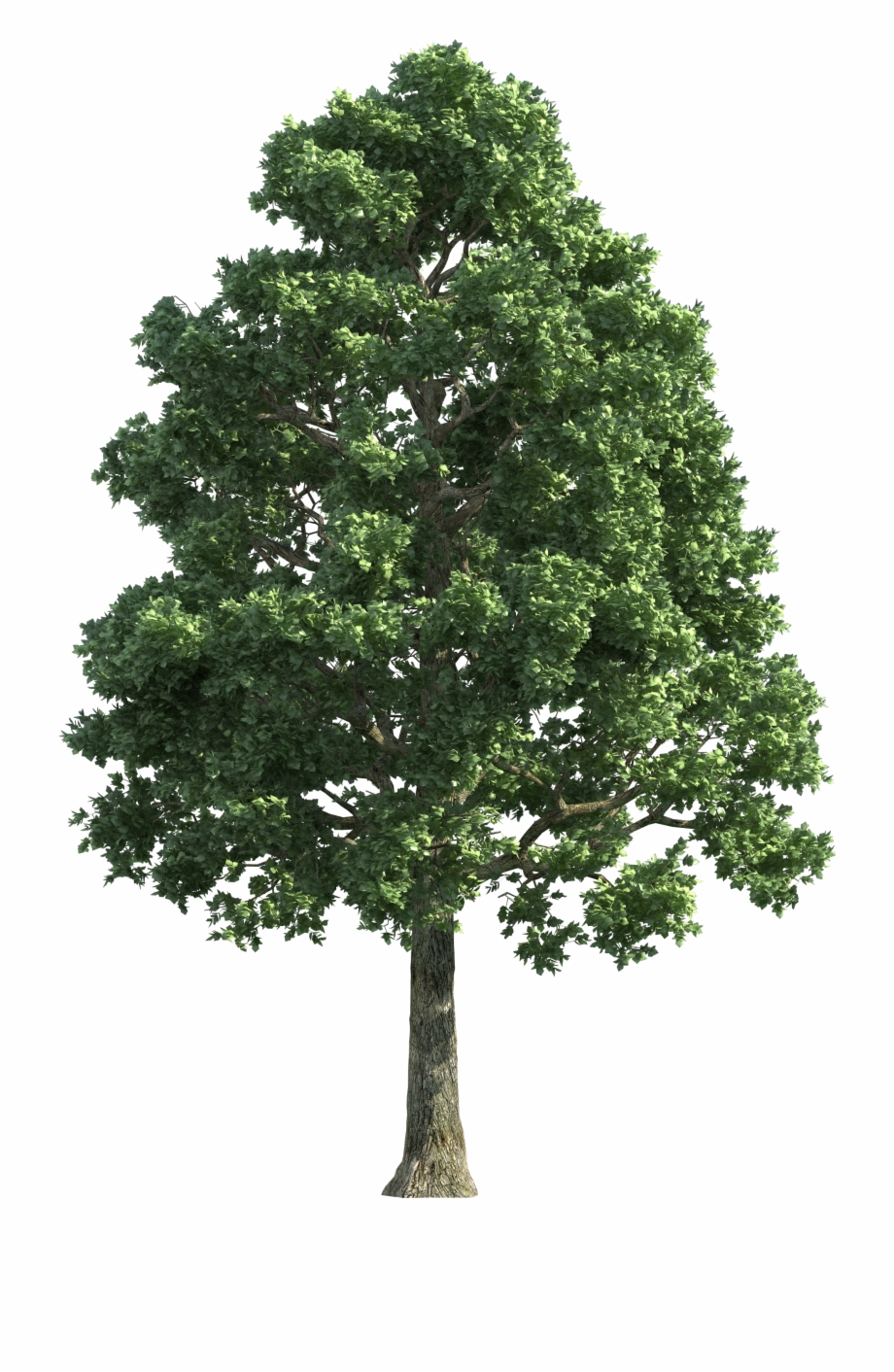 Green Realistic Tree Png Clip Art Realistic Tree