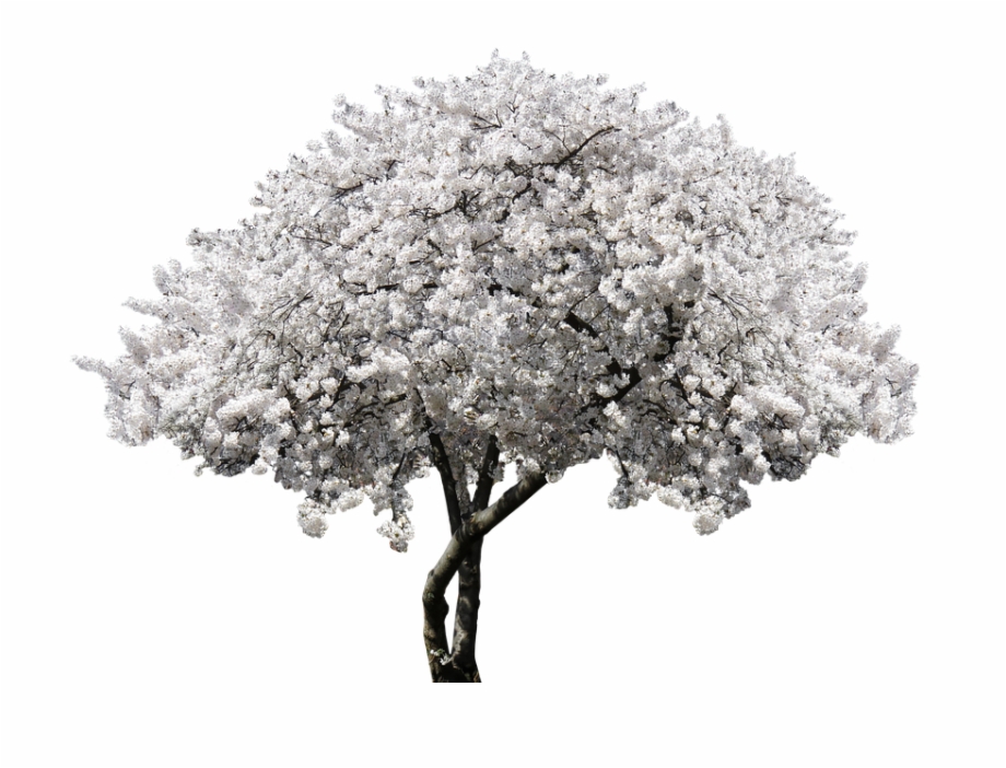 Nature Tree Blossom Bloom Cherry Blossom Spring White