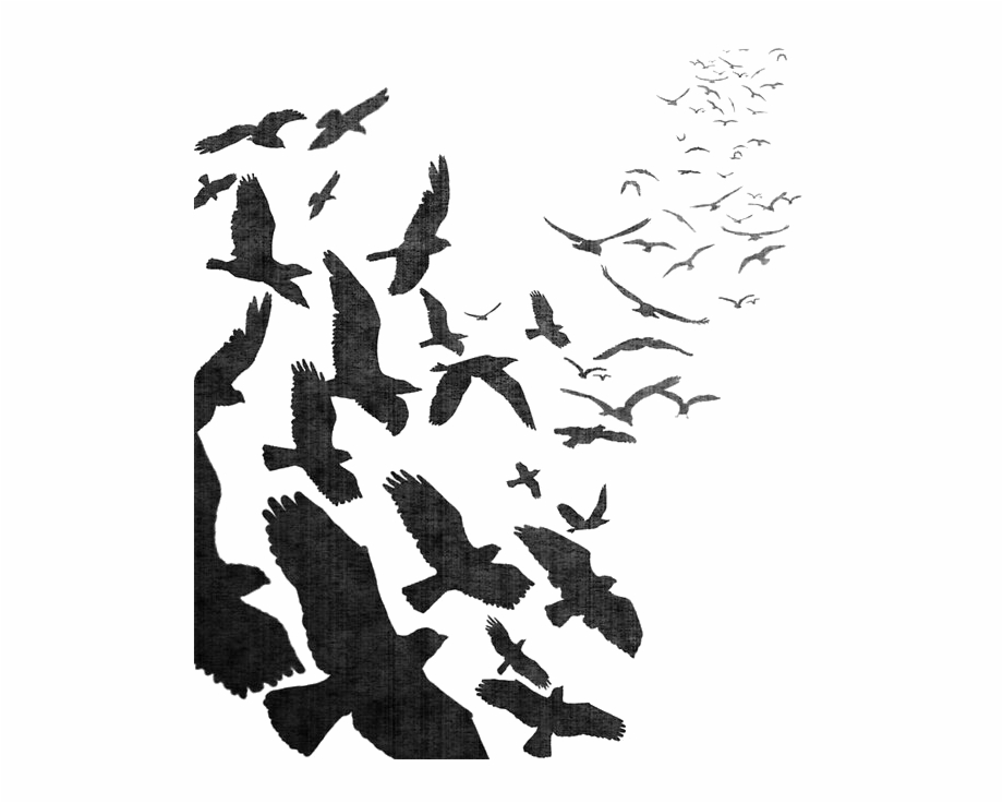 Flock Of Crows Png