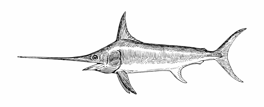 Clipart Drawing Of A Swordfish