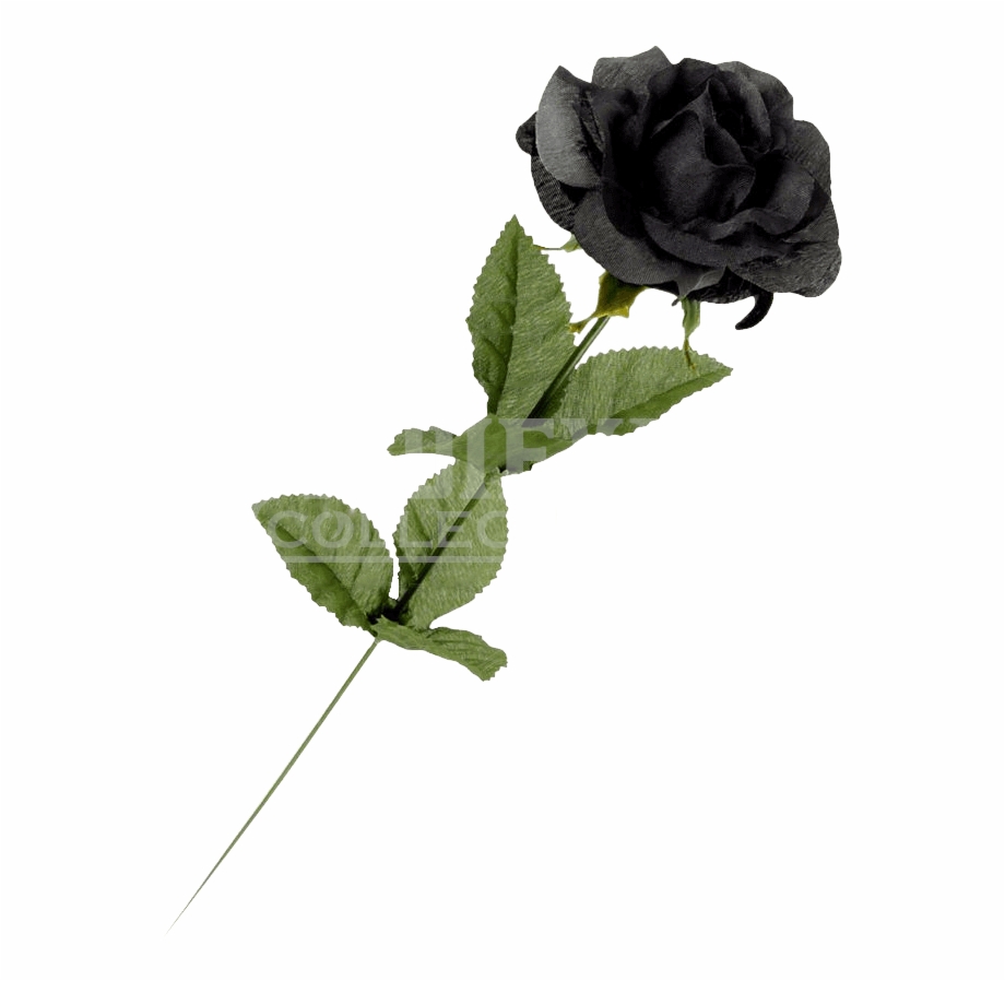 Real Single Black Rose