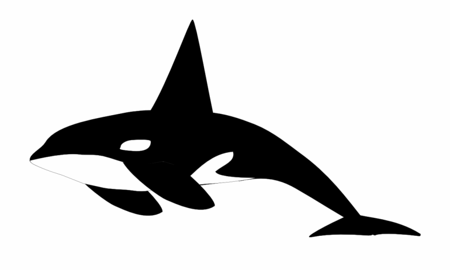 killer whale clipart png
