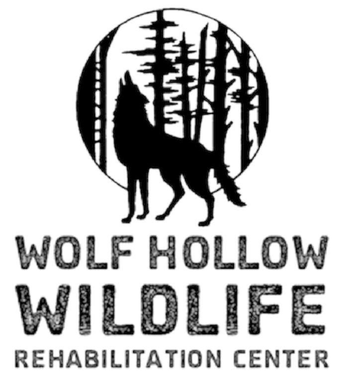 Wolf Hollow Wildlife Rehabilitation Centre Wolf Hollow Wildlife