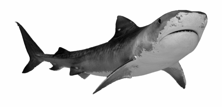 Download No Background Shark Transparent Background Shark Png