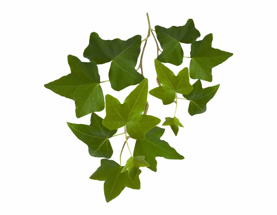 Leaf Ivy Leaves