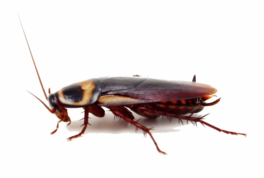 Cockroach Png Image American Cockroach