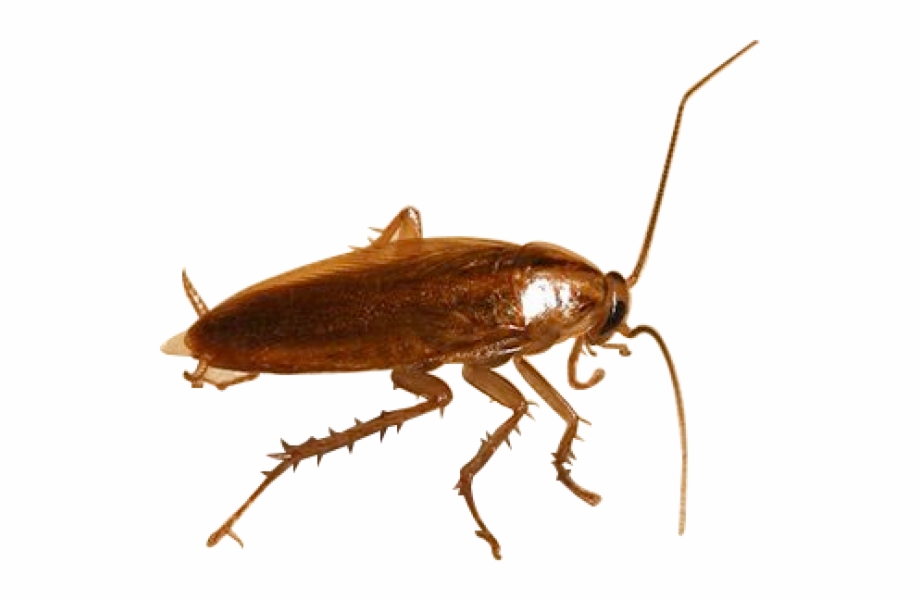 Roach Png Free Download Cockroach With No Background
