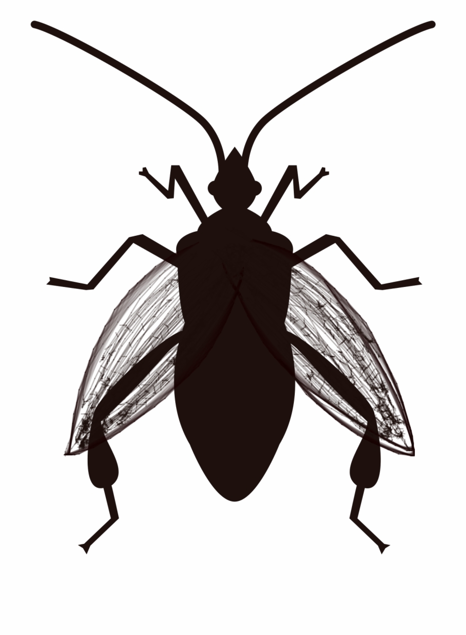 Cockroach Ground Beetle
