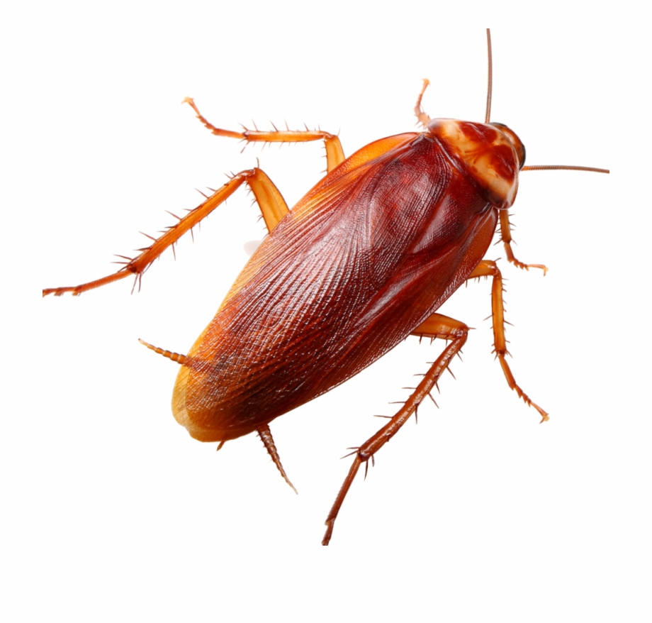 Cockroaches Ground Beetle