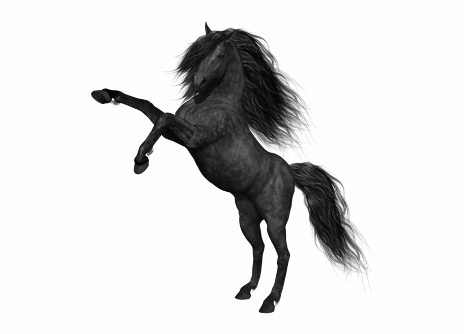 Black Horse Png Picture Black Horse Png