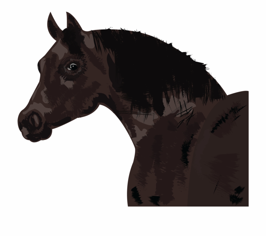 Horse Stallion