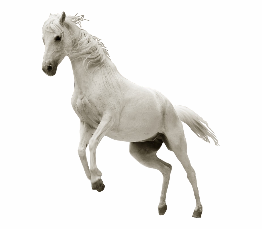 Ftesticker Horse Whitehorse Run Running Animals If I