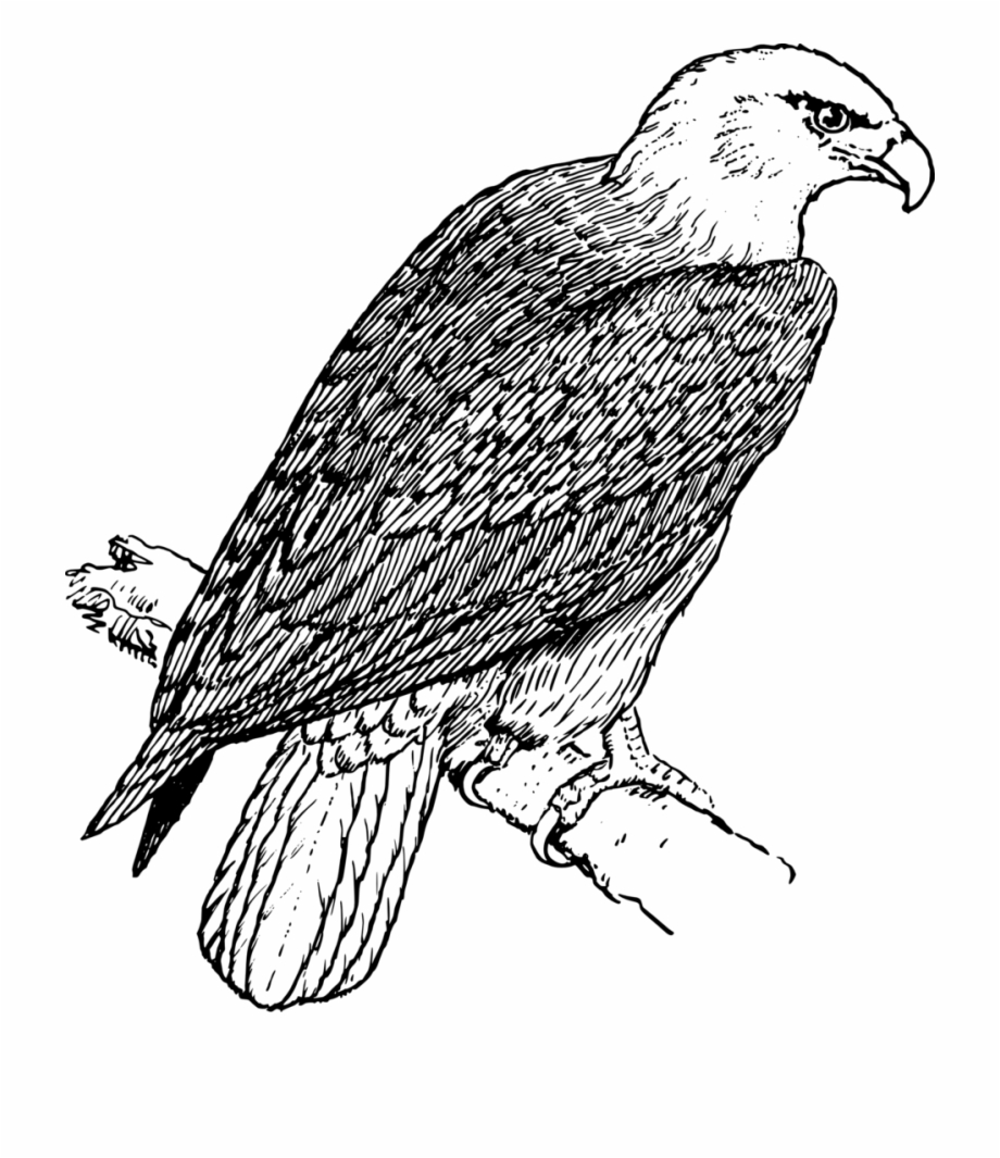 realistic eagle coloring pages
