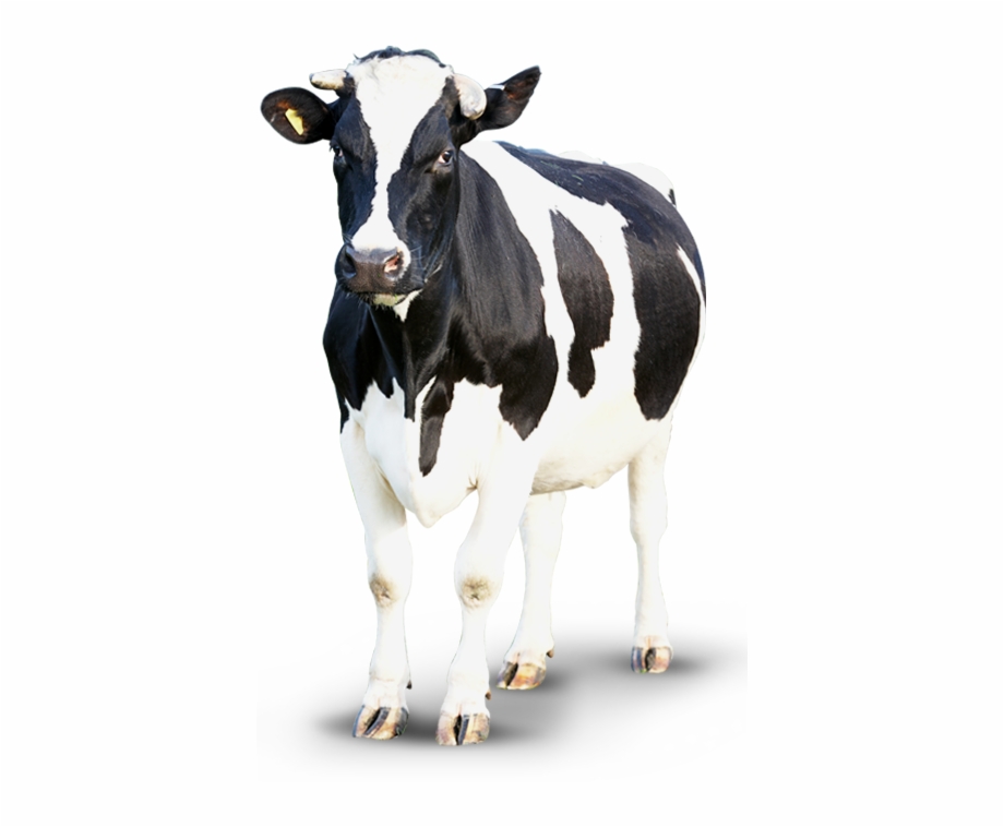 Cow Png Transparent Background Cattle Png