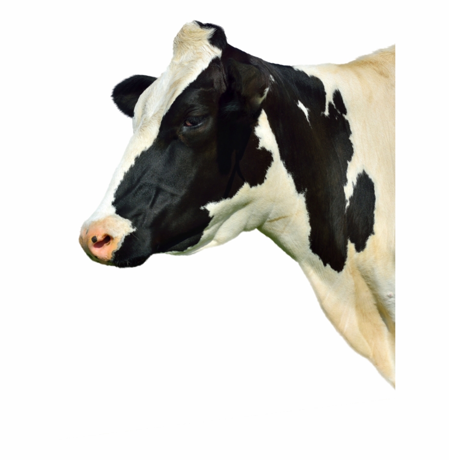 Learn More Dairy Cow