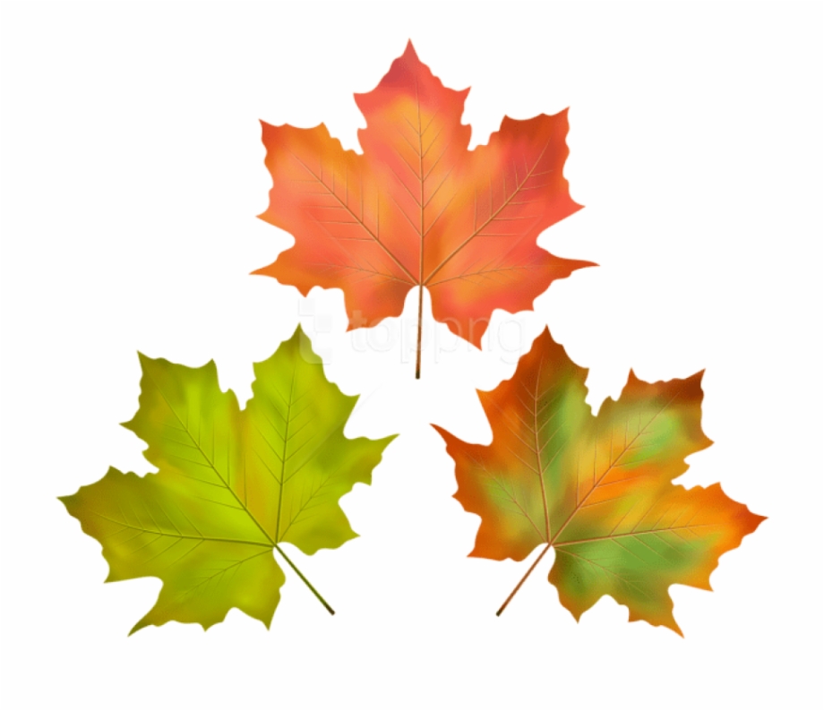 Free Png Download Fall Leaves Set Clipart Png
