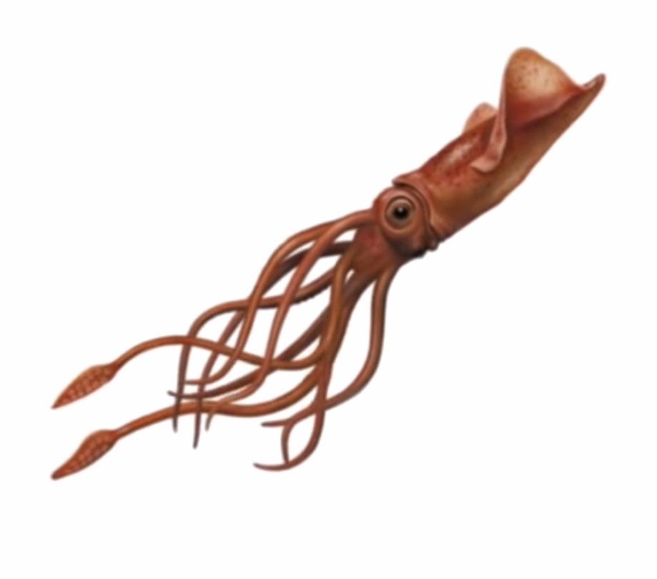 Squid Png Image Squid Png