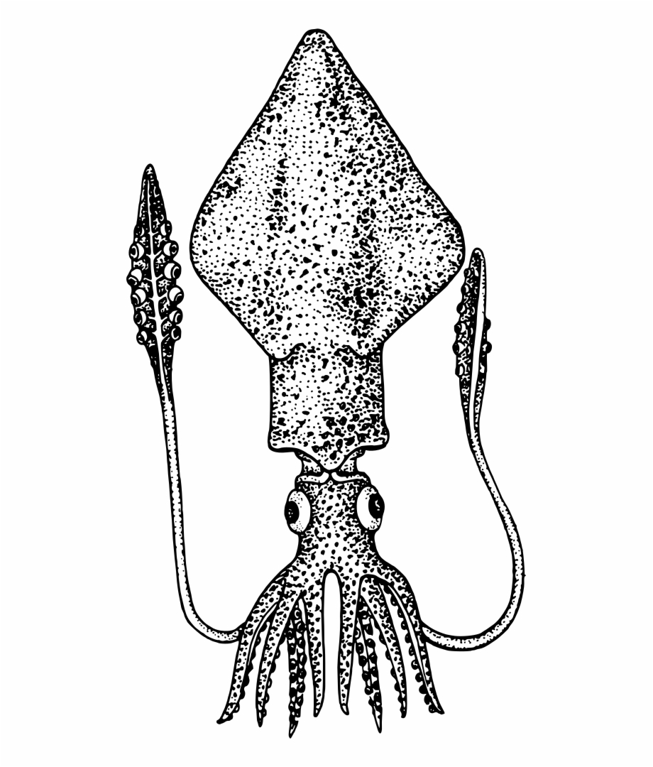 Squid Colossal Squid Clipart