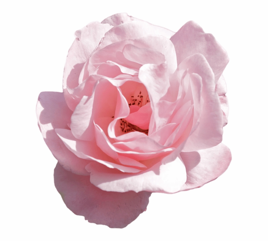 Crown Png Tumblr Pink Pink Flower Aesthetic Png