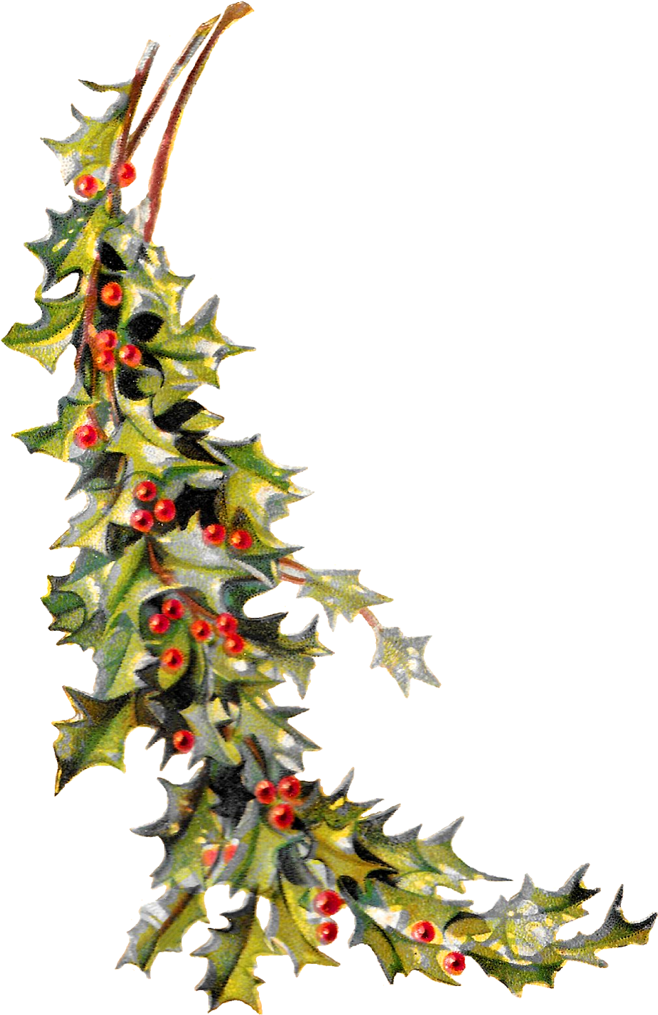 Antique Images Free Christmas Holly Image Holiday Clip