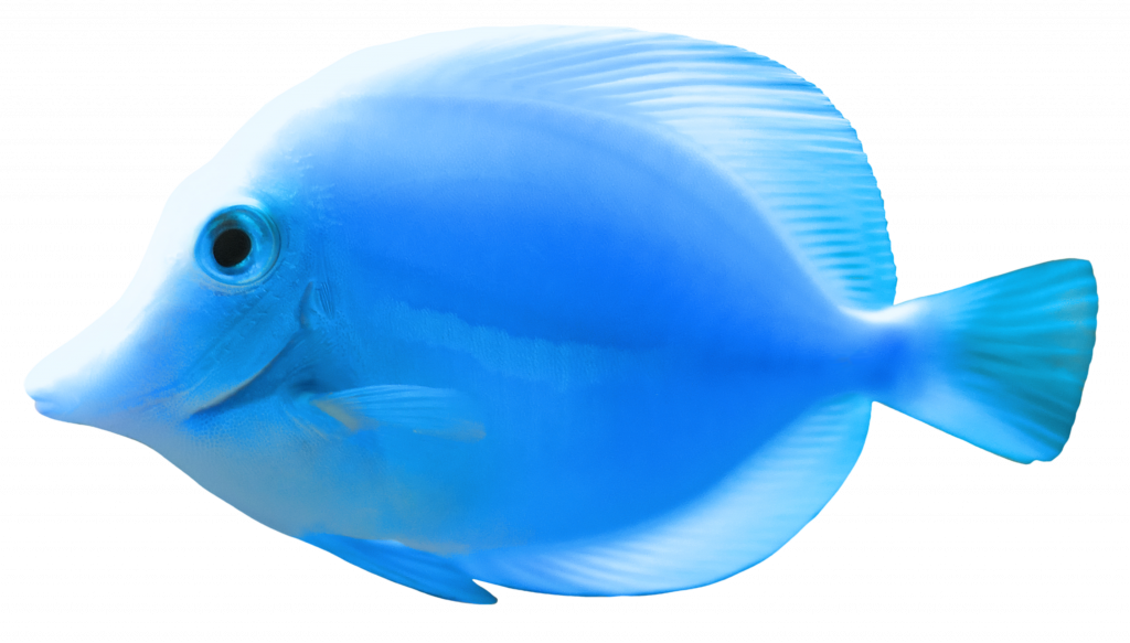 Complete Images Of Fish Blue Png Clipart Best