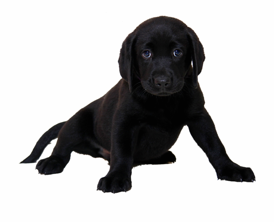 Isolated Labrador Dog Animal Labrador Retriever Puppy Black
