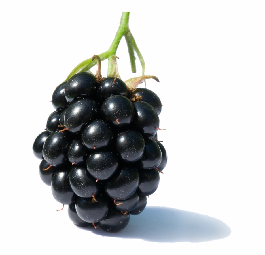 Blackberry Fruit Png Clipart