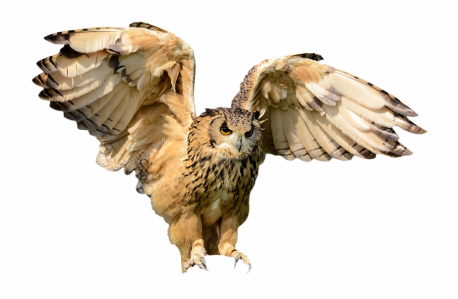 Animals Bird Owl Fly Wing Hunting Bird Isolated