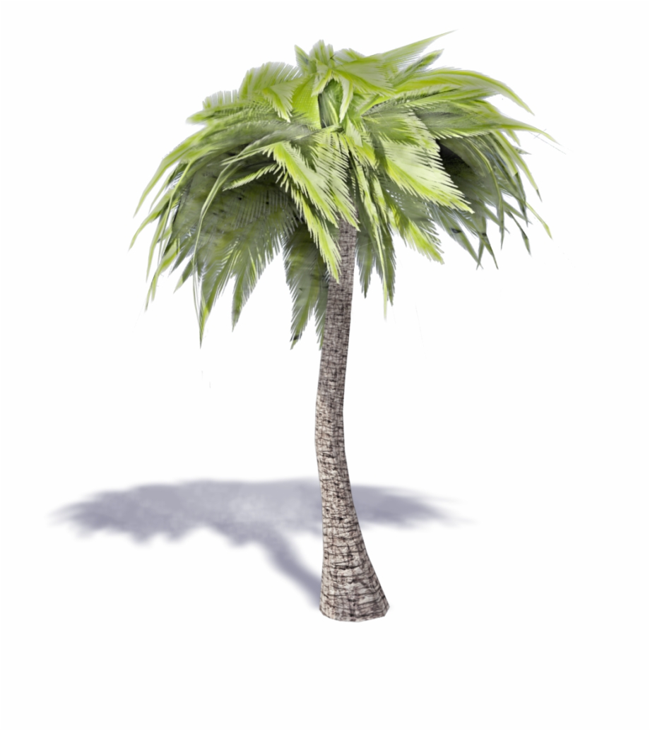 Palm Tree 3D Png Png Download Borassus Flabellifer